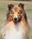 Collie Rough 9Y684D-049
